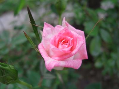 Mother Rose 庭のバラが咲き始めました