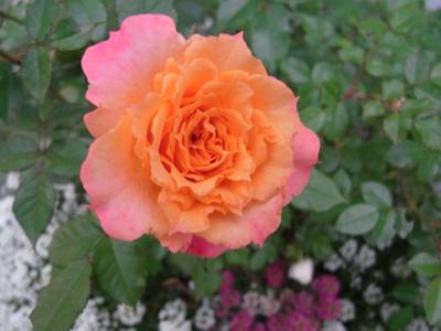 Mother Rose 庭のバラが咲き始めました