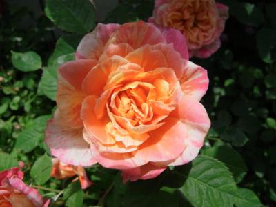Mother Rose 庭のバラが咲き始めました