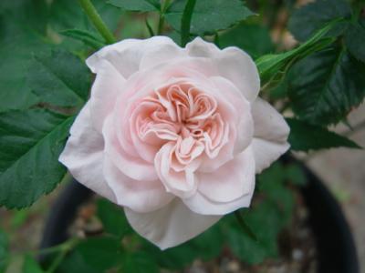 Mother Rose 庭のバラが咲き始めました