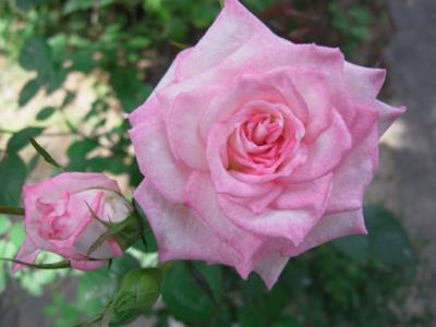 Mother Rose 庭のバラが咲き始めました