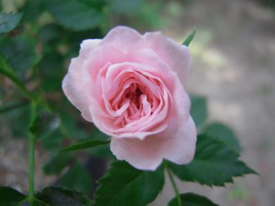 Mother Rose 庭のバラが咲き始めました