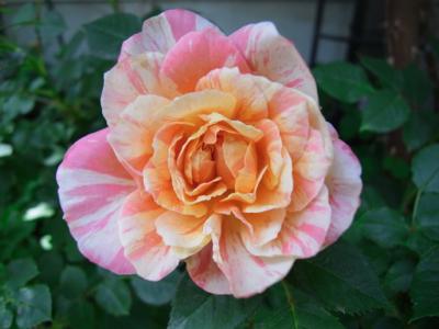 Mother Rose 庭のバラが咲き始めました