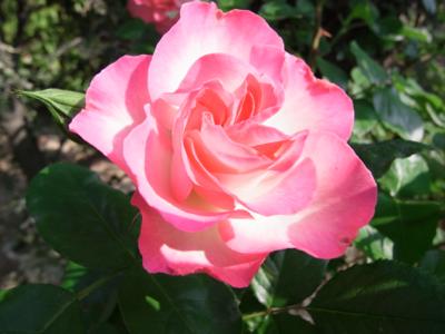 Mother Rose 庭のバラが咲き始めました