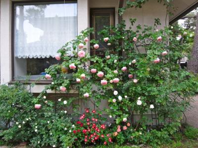 Mother Rose 庭のバラが咲き始めました
