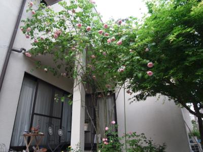 Mother Rose 庭のバラが咲き始めました