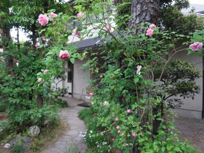 Mother Rose 庭のバラが咲き始めました