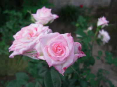 Mother Rose 庭のバラが咲き始めました