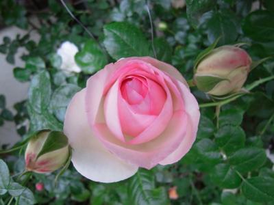 Mother Rose 庭のバラが咲き始めました