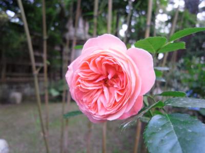 Mother Rose 庭のバラが咲き始めました