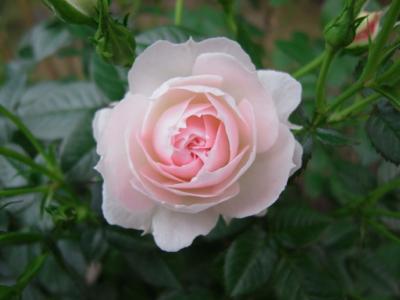 Mother Rose 庭のバラが咲き始めました