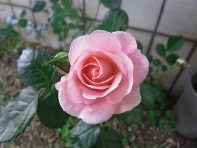 Mother Rose 庭のバラが咲き始めました