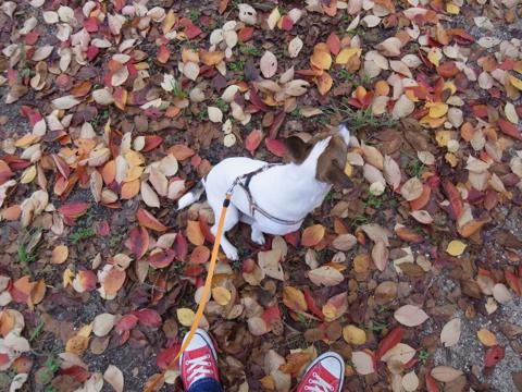 Autumn Leaves Fields Of Gold
