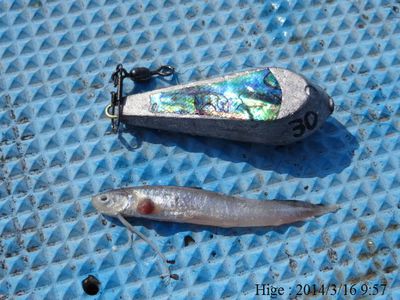 3月はメバル釣り