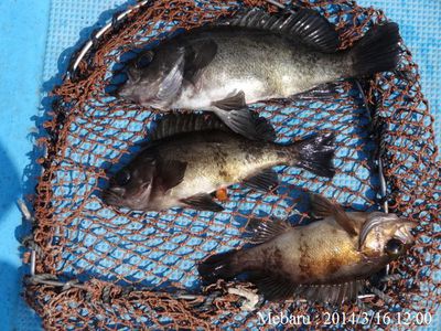 3月はメバル釣り