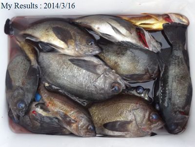 3月はメバル釣り