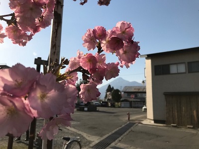 裏磐梯から発信です！猪苗代町観音寺の桜並木と水芭蕉♪