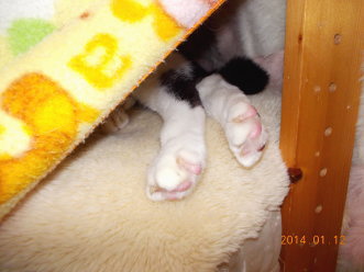14川猫ムッちゃん何してた?
