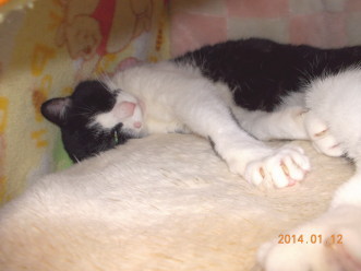 14川猫ムッちゃん何してた?