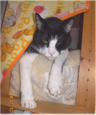 14川猫ムッちゃん何してた?