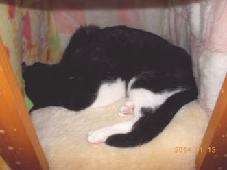 14川猫ムッちゃん何してた?
