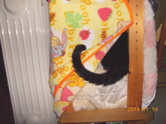 14川猫ムッちゃん何してた?