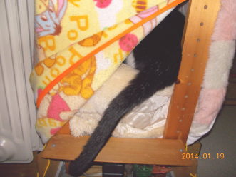 14川猫ムッちゃん何してた?