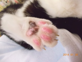 14川猫ムッちゃん何してた?