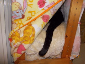 川猫ムッちゃん何してた?