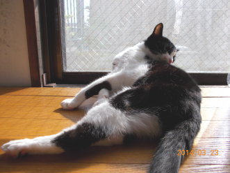 川猫ムッちゃん何してた?