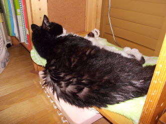 川猫ムッちゃん何してた? 川猫ムッちゃん何してた?
