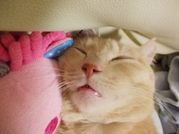 川猫見習い何してた??? 川猫見習い何してた???