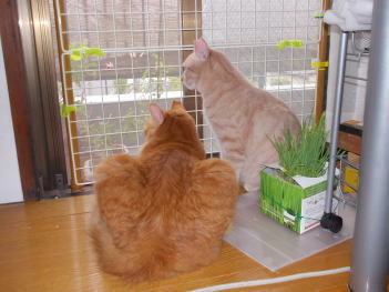 川猫見習い何してた??? 川猫見習い何してた???