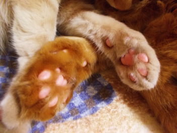 川猫見習い何してた??? 川猫見習い何してた???