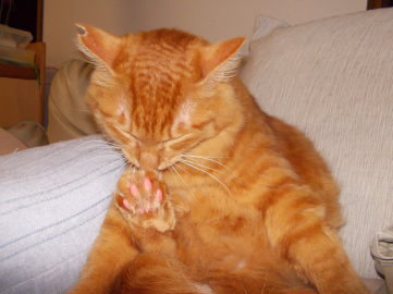 川猫見習いナニしてた?? 川猫見習いナニしてた??