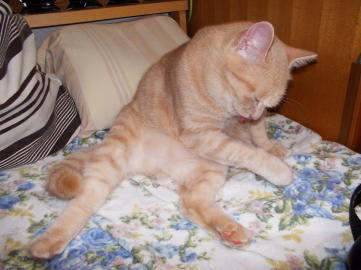 川猫見習いナニしてた?? 川猫見習いナニしてた??