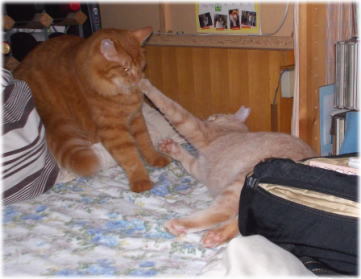 川猫見習いナニしてた?? 川猫見習いナニしてた??
