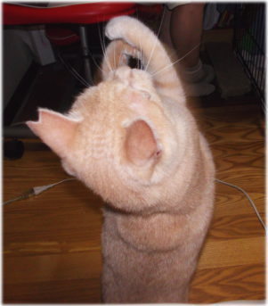 川猫見習い何してた??? 川猫見習い何してた???