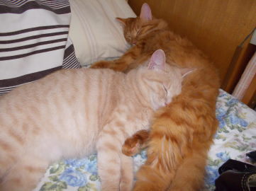 川猫見習い何してた??? 川猫見習い何してた???
