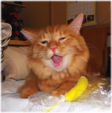 川猫見習い何してた??? 川猫見習い何してた???