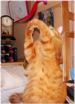 川猫見習い何してた??? 川猫見習い何してた???
