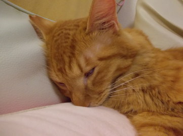 川猫見習い何してた??? 川猫見習い何してた???