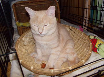 川猫見習い何してた??? 川猫見習い何してた???