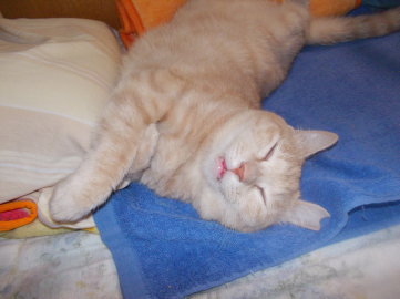 川猫見習い何してた??? 川猫見習い何してた???