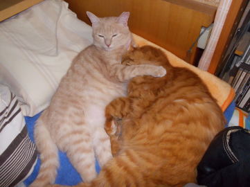 川猫見習い何してた??? 川猫見習い何してた???