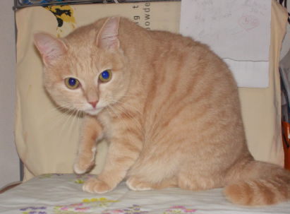 川猫見習い何してた? 川猫見習い何してた?