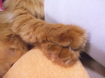 川猫見習い何してた? 川猫見習い何してた?