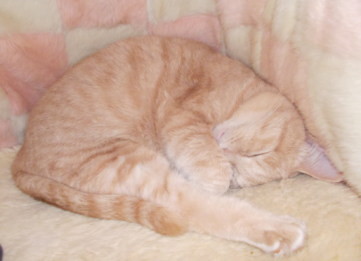 川猫見習い何してた? 川猫見習い何してた?
