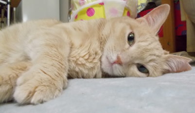 川猫見習い何してた? 川猫見習い何してた?
