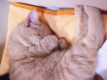 川猫見習い何してた? 川猫見習い何してた?